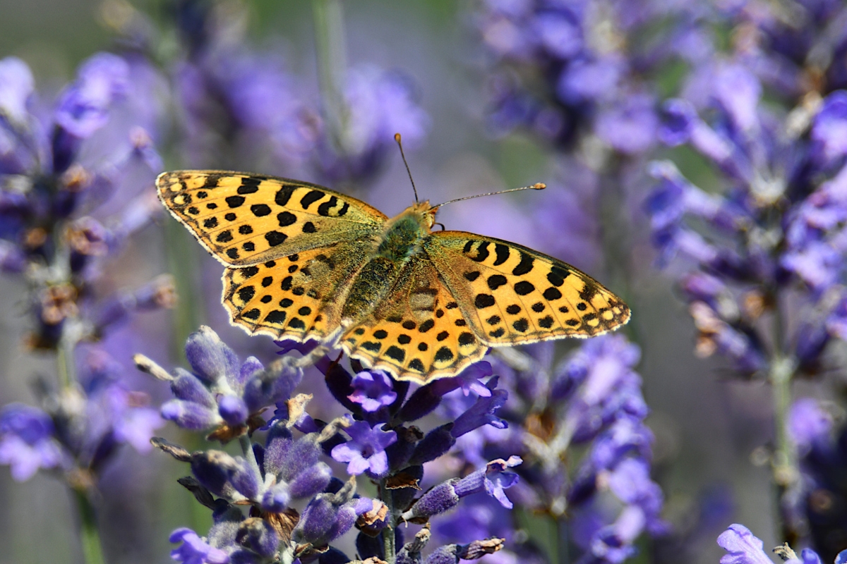 Forschungsinstitut für Bergbaufolgelandschaften e.V. (FIB) in Finsterwalde