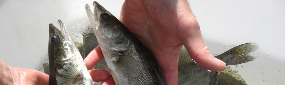 Fischforum 2026 Zander