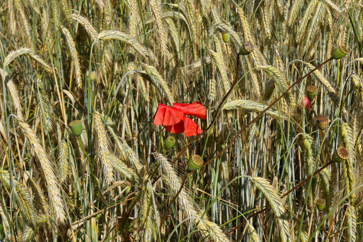 IFN Schönow e.V. - Reproduktion, Tierzucht, Lebensmittel, Umwelt