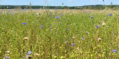 Koordinierungsstelle forschungsbasiertes Versuchswesen, Klima und Bioökonomie