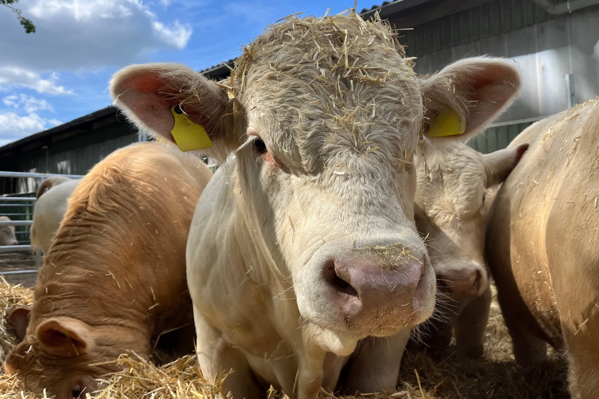 Lehr- und Versuchsanstalt für Tierzucht und Tierhaltung e.V.