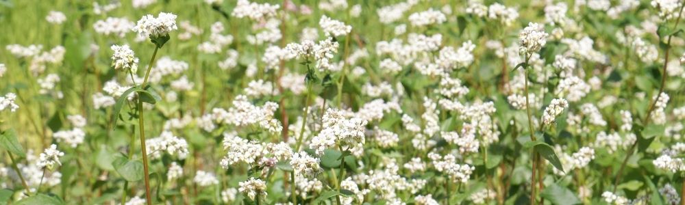 Online-Veranstaltung Buchweizen-Schälung in Brandenburg 2026