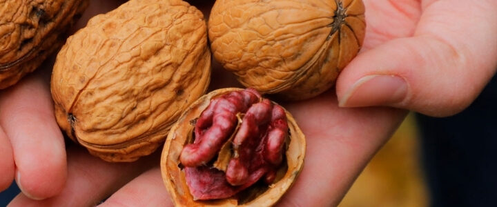 Walnüsse aus Brandenburg