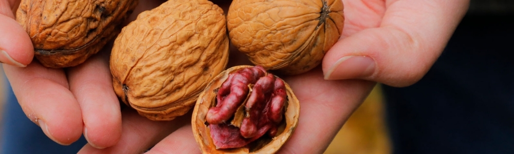 Walnüsse aus Brandenburg