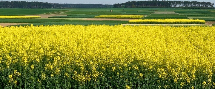JKI Versuchsfeld in Dahnsdorf