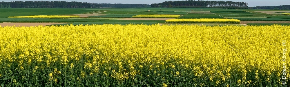 JKI Versuchsfeld in Dahnsdorf