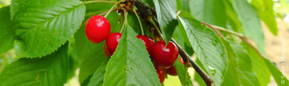 Steinobsttag