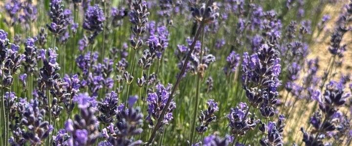 Lavendel-Feldtag 2026 FIB