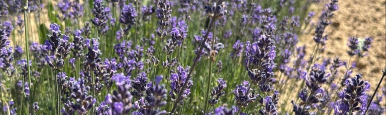Lavendel-Feldtag 2026 FIB