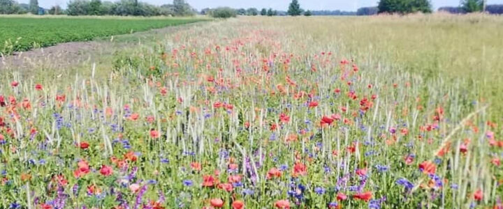 Naturschutzmaßnahmen Agrargenossenschaft Groß Machnow eG_Lilian Guzmán Pfeiffer