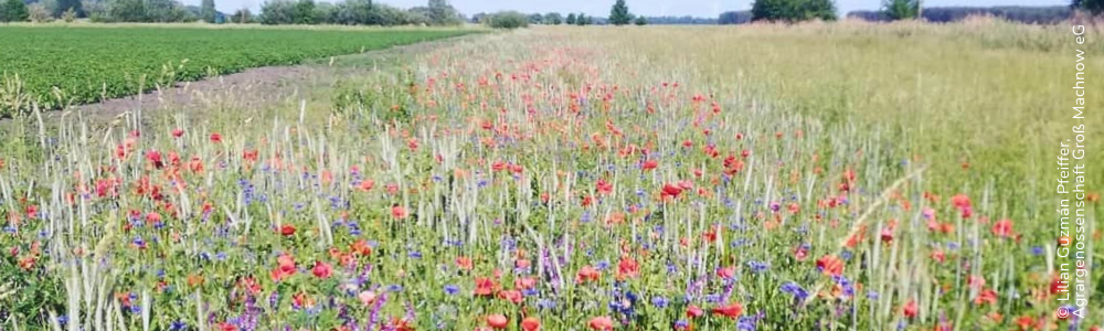 Naturschutzmaßnahmen Agrargenossenschaft Groß Machnow eG_Lilian Guzmán Pfeiffer